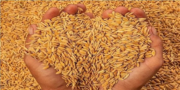 59 दिन में 1.39 लाख से अधिक किसानों से 8.28 लाख मीट्रिक टन से अधिक हुई धान की खरीद