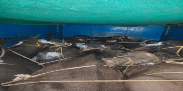 अनूपपुर: पिकअप से 7 पशुओं ले जाता वाहन जप्त,अज्ञात के खिलाफ मामला दर्ज,चालक फरार