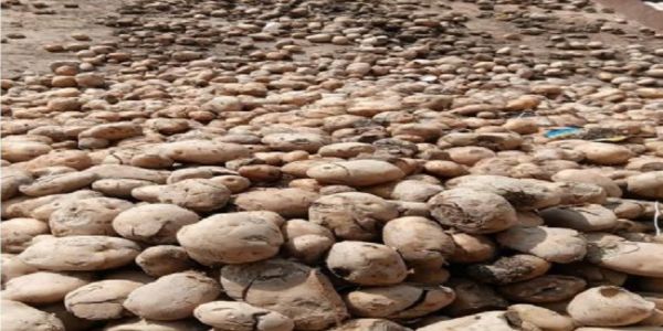 शीत गृह मालिकों ने आवासीय क्षेत्र में सड़ा आलू फिकवाया तो होगी कार्रवाई