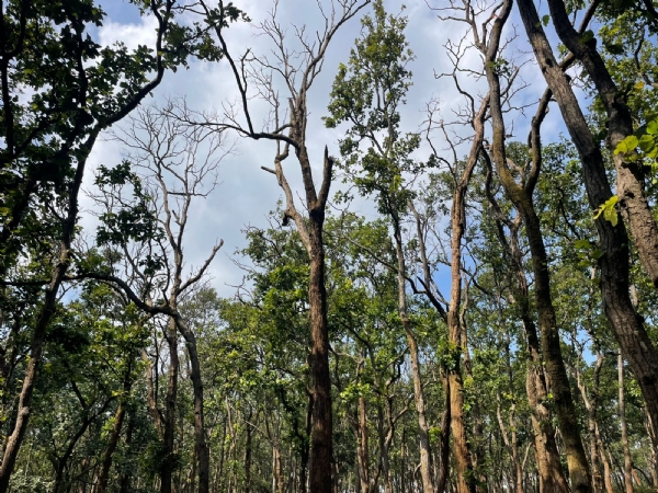 अमरकंटक में साल के  वृक्षो का जंगल