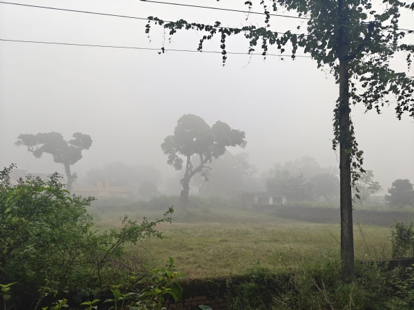 कोहरे से ढंका खेत