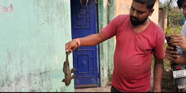 तालाब में मिली चार आंखों वाली दुर्लभ अमेरिकन कैट फिश