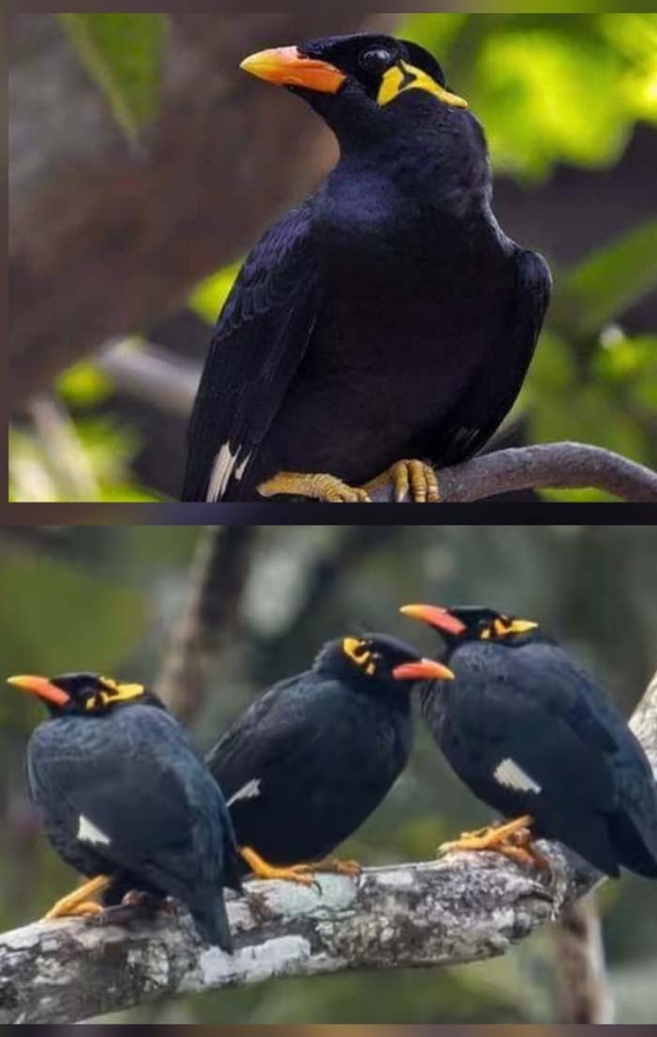 छत्तीसगढ़ की राजकीय पक्षी पहाड़ी मैना छत्तीसगढ़ की राजकीय पक्षी पहाड़ी मैना