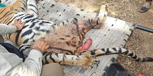 सिवनीः घायल बाघ शावक का सफल रेस्क्यू, इलाज के लिए भेजा गया वन विहार भोपाल