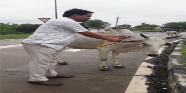 रायपुर : घुमंतू पशुओं के कारण होने वाले दुर्घटनाओं को रोकने विशेष अभियान चलाने के निर्देश