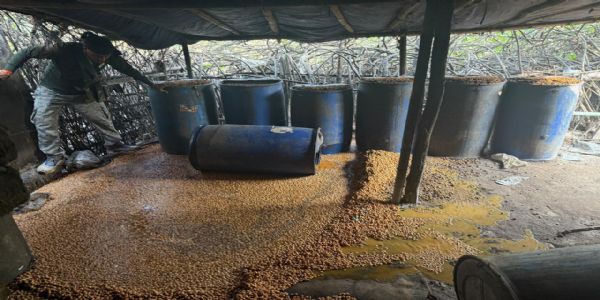 अवैध महुआ शराब को लेकर छापेमारी