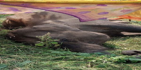 पलामू टाइगर रिजर्व में जंगली हाथी की मौत