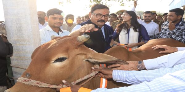 लीलौर में निराश्रित गोवंशों को पहनाई गई रेडियम बेल्ट, मंत्री धर्मपाल सिंह ने किया शुभारंभ