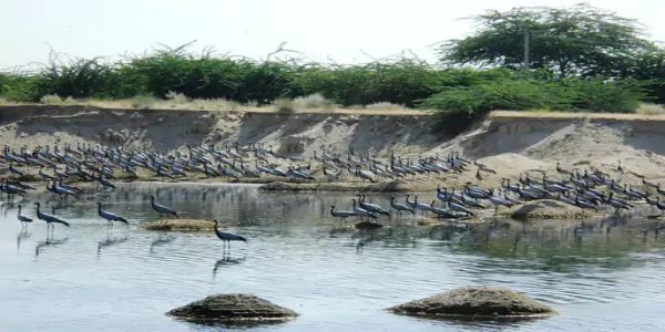 छह हजार किलोमीटर का सफर तय कर धुंधाड़ा पहुंचे विदेशी मेहमान कुरजां