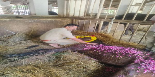 उज्जैनः नॉटी ब्वाय’ की शैतानियां अब नहीं भरेंगी कुलाचें , गार्ड ऑफ ऑनर के साथ दी गई अंतिम विदाई