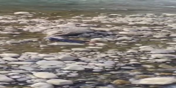 तिलोथ पुल से एक व्यक्ति ने गंगा नदी में लगाई छलांग, कैमरे में कैद