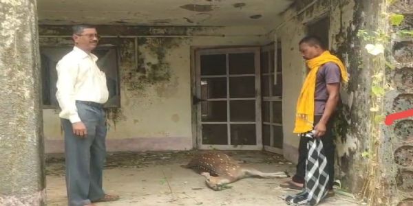 धमतरी : यात्री बस की चपेट में आने से चीतल की मौत