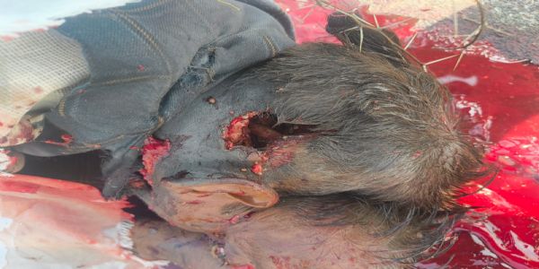 मुरैना: अज्ञात हत्यारों ने की महावीर शुक्ला की गोली मारकर हत्या