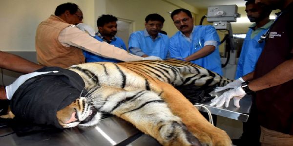 मप्रः पेंच टाइगर रिजर्व के अस्वस्थ नर बाघ का भोपाल के वन विहार में हुआ उपचार