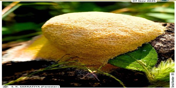 सिवनीः बारिश के बाद दिखने वाला रहस्यमयी जीव फूलीगो सेप्टिका