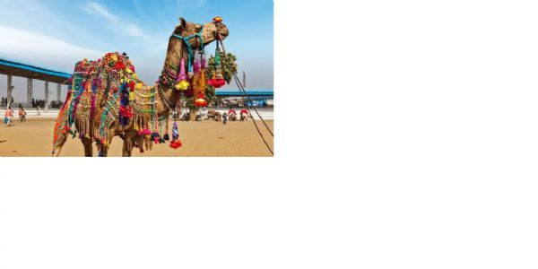 पुष्कर ऊंट मेलाः हर तरह से सहेजने की जरूरत