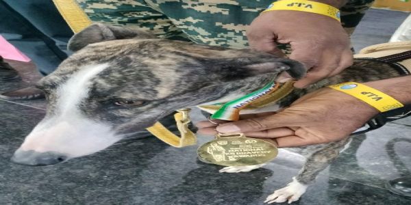 बीएसएफ ने किया डॉग बबीता की बुद्धिमत्ता को सलाम, मिला के-9 अवार्ड
