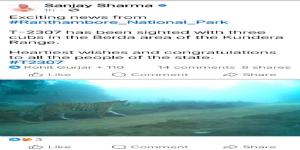 रणथंभौर में खुशखबरी:तीन शावकों के साथ दिखी बाघिन टी-2307, वन विभाग ने बढ़ाई निगरानी