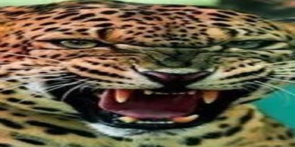 नर-भक्षी गुलदार ढेर,मुख्यमंत्री बोले- ग्रामीणों की सुरक्षा के लिए सरकार प्रतिबद्ध