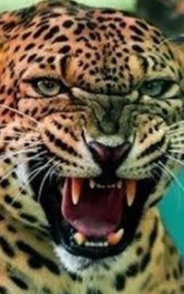 प्रतीकात्मक चित्र। प्रतीकात्मक चित्र।