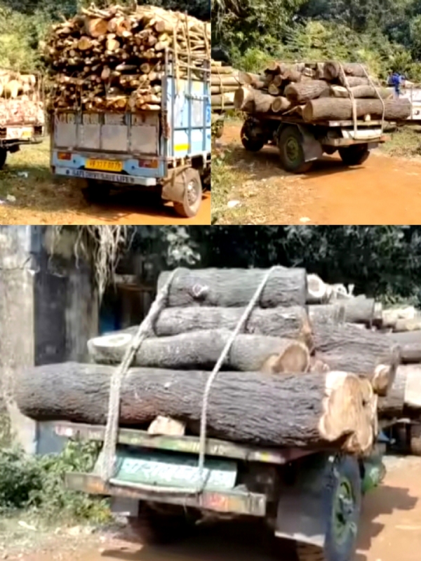 मेदिनीपुर वन विभाग की टीम द्वारा पकड़ी गई लकड़ी से भरी गाड़ियां मेदिनीपुर वन विभाग की टीम द्वारा पकड़ी गई लकड़ी से भरी गाड़ियां
