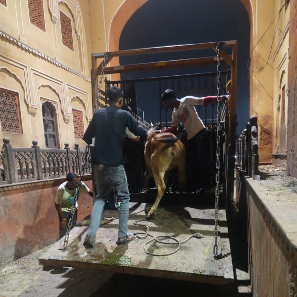 गाैवंशा ् गाैवंशा ्