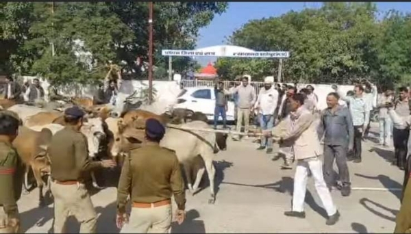 सैंकड़ों गायों को घेरकर कलेक्ट्रेट पहुंचे विधायक, कलेक्ट्रेट के गेट पर चढ़कर किया प्रदर्शन सैंकड़ों गायों को घेरकर कलेक्ट्रेट पहुंचे विधायक, कलेक्ट्रेट के गेट पर चढ़कर किया प्रदर्शन