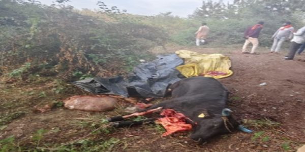 सजेली नान्यासाथ गौहत्या मामले में दस आरोपित गिरफ्तार