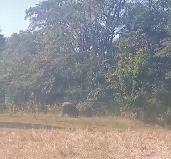 हाथी द्वारा युवक को कुचल कर मारते हुए हाथी द्वारा युवक को कुचल कर मारते हुए