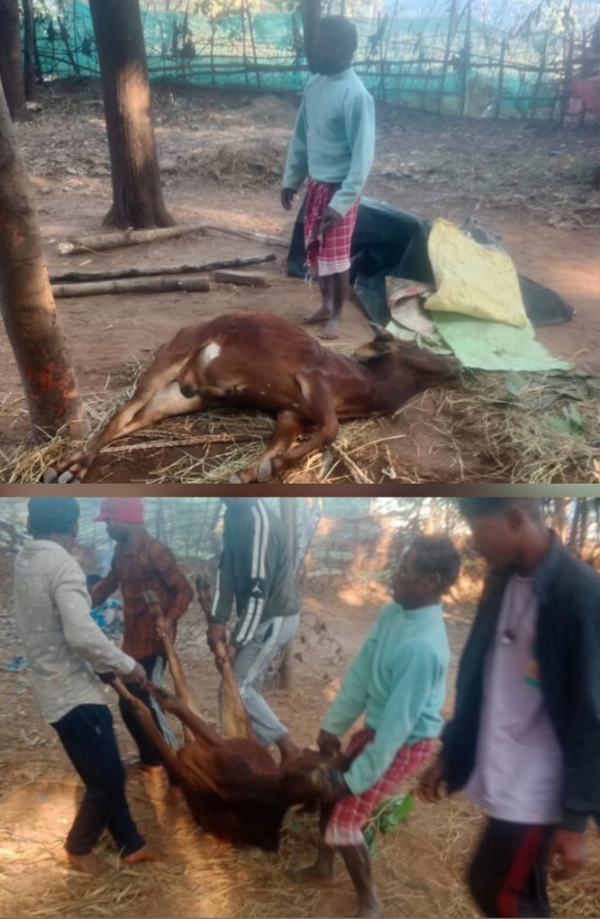 पागल कुत्ते के काटने से किसान के बैल की हुई माैत पागल कुत्ते के काटने से किसान के बैल की हुई माैत