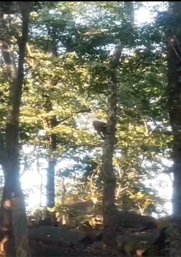 Seoni: A thrilling sight in the Pench buffer zone,