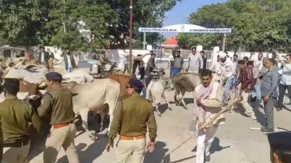 कलेक्ट्रेट कार्यालय के सामने गायों को जबरन भीतर प्रवेश कराने का प्रयास करते श्योपुर विधायक बाबू जण्डेल। कलेक्ट्रेट कार्यालय के सामने गायों को जबरन भीतर प्रवेश कराने का प्रयास करते श्योपुर विधायक बाबू जण्डेल।