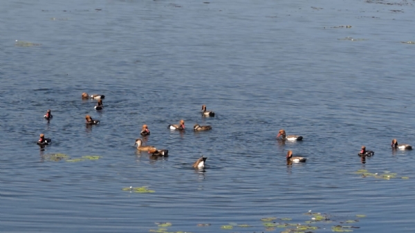प्रवासी पक्षियों का झुंड प्रवासी पक्षियों का झुंड