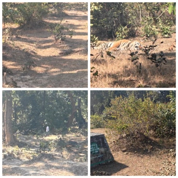 संदिग्ध परिस्थितियों में नदी किनारे बाघ की मौत वन अमले में हड़कंप संदिग्ध परिस्थितियों में नदी किनारे बाघ की मौत वन अमले में हड़कंप