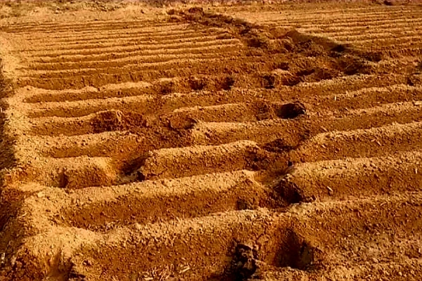 खेत में हाथी के पैरों के निशान खेत में हाथी के पैरों के निशान