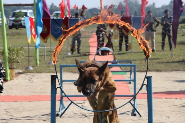 अररिया फोटो: डॉग शो अररिया फोटो: डॉग शो