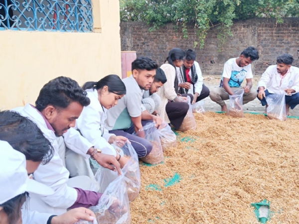 मशरूम बनाने के लिए पालीथिन में पुआल भरते हुए विद्यार्थी। मशरूम बनाने के लिए पालीथिन में पुआल भरते हुए विद्यार्थी।