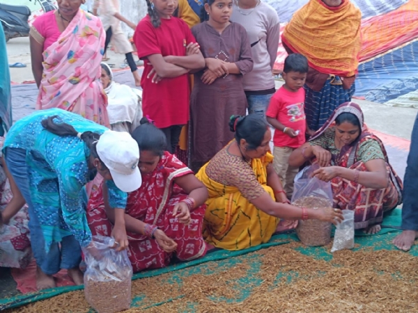 मशरूम बनाने के लिए पालीथिन में पुआल भरते हुए ग्रामीण। मशरूम बनाने के लिए पालीथिन में पुआल भरते हुए ग्रामीण।