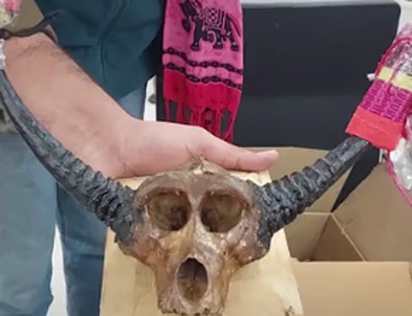 एयरपाेर्ट पर जानवर की खोपड़ी के साथ फ्रांसीसी पति-पत्नी की गिरफ्तारी के बाद जमानत, मामले की जांच जारी एयरपाेर्ट पर जानवर की खोपड़ी के साथ फ्रांसीसी पति-पत्नी की गिरफ्तारी के बाद जमानत, मामले की जांच जारी