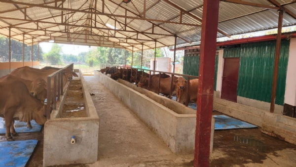 *स्वदेशी उन्नत नस्ल के 25 गोवंश से डेयरी लगाने पर परियोजना लागत का मिलता है 50 प्रतिशत अनुदान* *स्वदेशी उन्नत नस्ल के 25 गोवंश से डेयरी लगाने पर परियोजना लागत का मिलता है 50 प्रतिशत अनुदान*