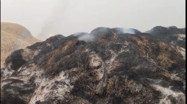 खलिहान में जलती धान की फसल।