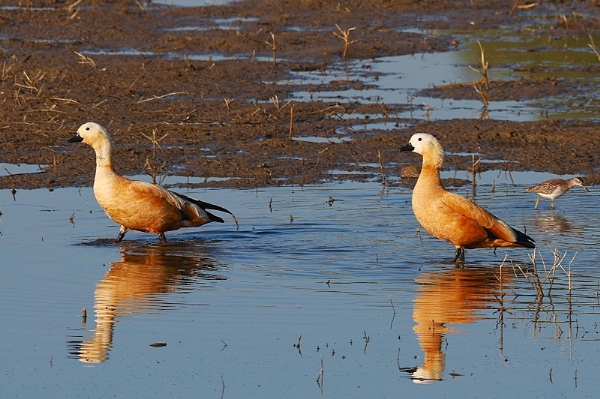 माचागोरा कैचमेंट एरिया में पहली बार दुर्लभ माइग्रेटरी पक्षियों की उपस्थिति माचागोरा कैचमेंट एरिया में पहली बार दुर्लभ माइग्रेटरी पक्षियों की उपस्थिति