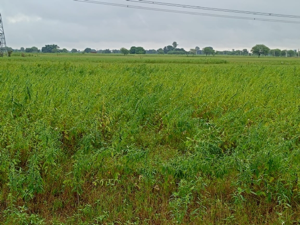 बिन बारिश पडे कोहरे से नुकसान की आंशका बिन बारिश पडे कोहरे से नुकसान की आंशका