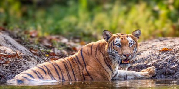 नेपाल में पाए जाने वाले बाघ नेपाल में पाए जाने वाले बाघ