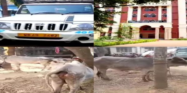 बेलियाबेड़ा में पुलिस की बड़ी कार्रवाई, अवैध गो-तस्करी नाकाम