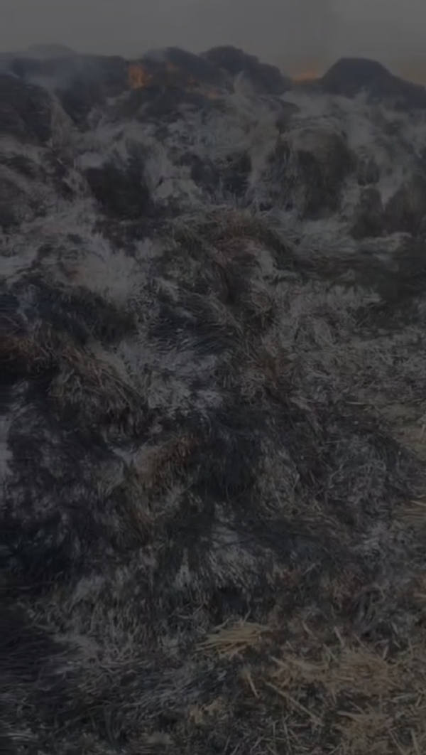 आग में जली किसान की फसल। आग में जली किसान की फसल।