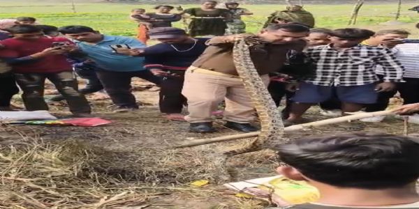 खेत में रेंगता दिखा सात फीट का अजगर