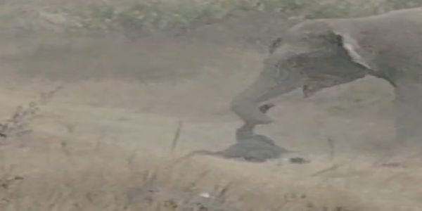 जंगली हाथी से छेड़छाड़ करना सुरक्षाकर्मी को पड़ा महंगा, हाथी ने कुचला