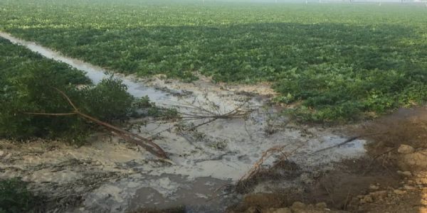 रजवाहा की पटरी कटने से किसानाें की 50 बीघा फसलें जलमग्न