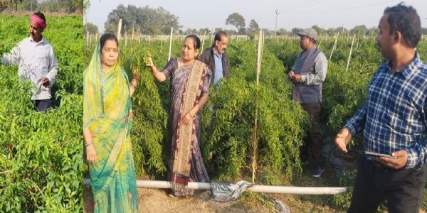 नवाचार खेती से मुकेश चौधरी बने सफल कृषि उद्यमी, कर रहे लाखों की आमदनी